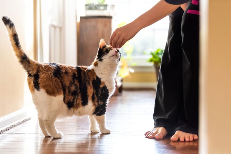 Tips for Healthy Cat Treating