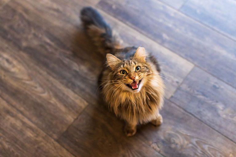 Homemade Tasty Treats That Cats Will Love