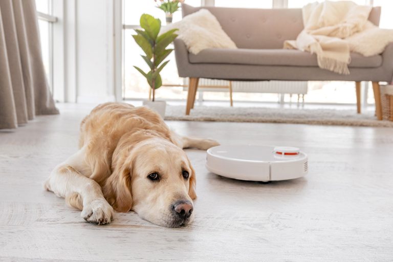 7 Smart Tech Devices for Pets