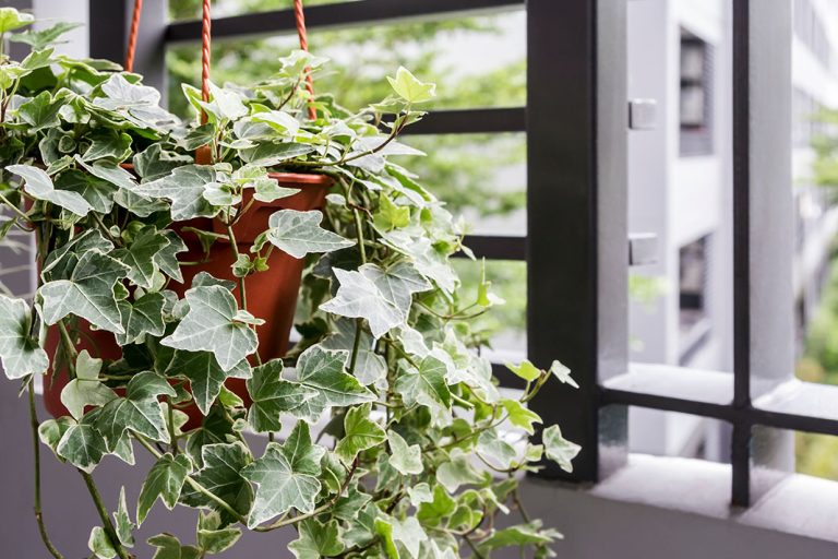 Toxic Houseplants for Cats
