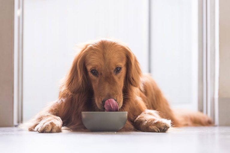 5 Healthy Vet-Approved Dog Foods